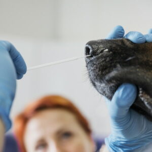 Profesional veterinario tomando muestra de mucosas de perro para examen rápido de detección de enfermedades