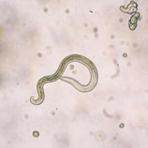 Cultivo de bacterias en placa de Petri para análisis veterinario